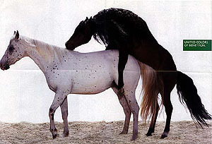 benetton cheval noir  cheval blanc